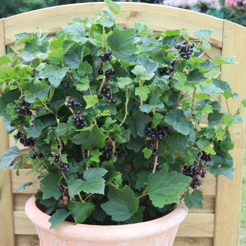 Ribes nigrum 'Summer Pearls® Patio Black' - Must sõstar 'Summer Pearls® Patio Black' P11/0,75L